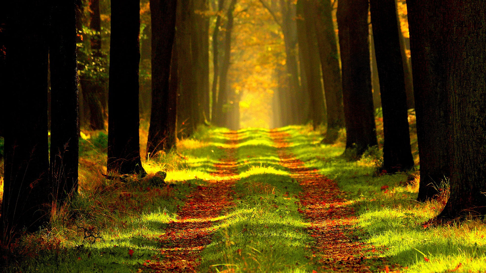 Segmented Path Through Forest